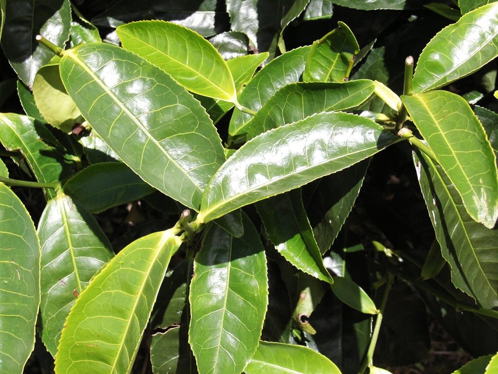 009   Liście Herbaty, Malezja